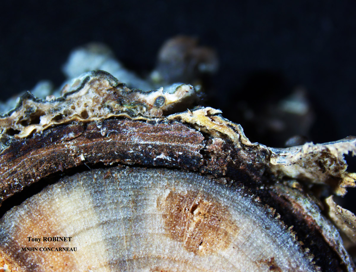 Pectenia plumbea vs Nephroma laevigatum
